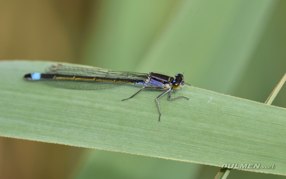 Common Bluetail (Ischnura elegans)